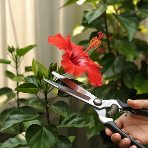 De juiste manier van een hibiscus snoeien